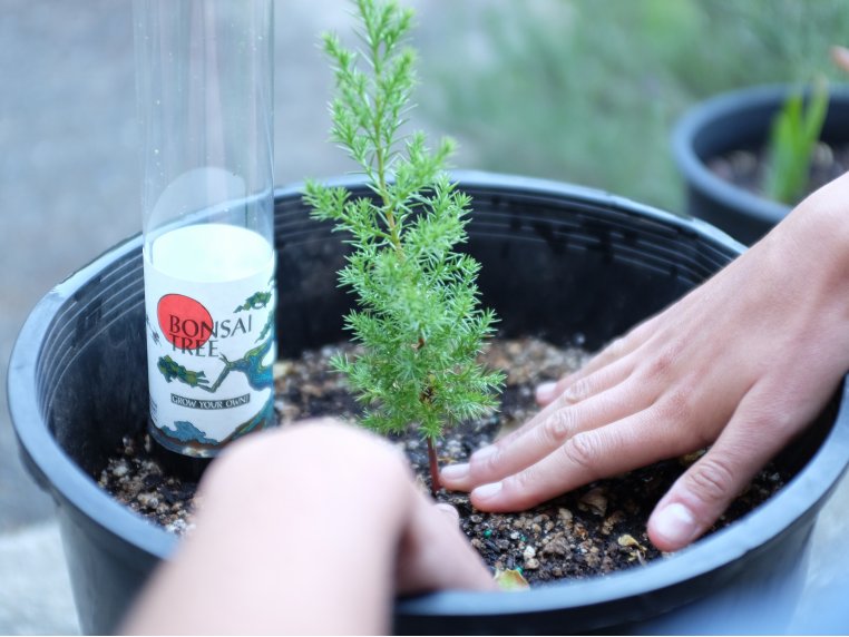 bonsai tree for her